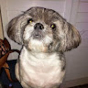 Meet your Posher, Donna